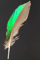 feather of Northern Lapwing (Vanellus vanellus)