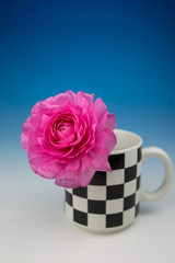 ラナンキュラス