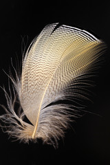 feather of Mandarin Duck (Aix galericulata)