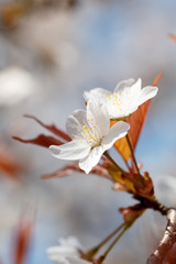 桜