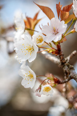 桜