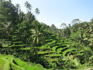 rice terraces