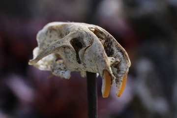 Totenschädel Maus auf Pflock, gruselig, Wild West