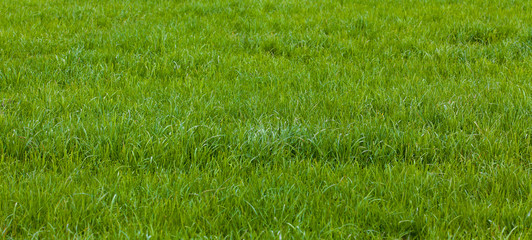 Beautiful green grass. Grass background. Green grass texture