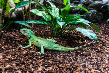 Green lizard. Water Dragon.  Green Water Dragon.