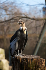 Portrait of Griffon vulture