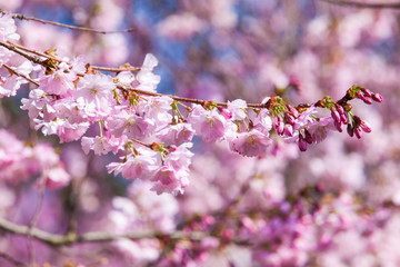 spring sakura pink flower