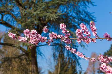 spring sakura pink flower