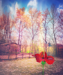 Enchanted countryside with flower of red hibiscus © Rosario Rizzo