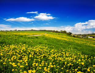 Auszeit: Entspannen in sommerlicher Löwenzahn-Wiese :)