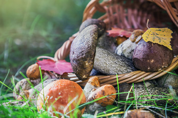 harvest brown cap boletus in a basket