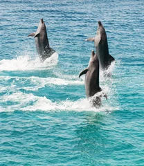 Wall murals Dolphin bottlenose dolphins