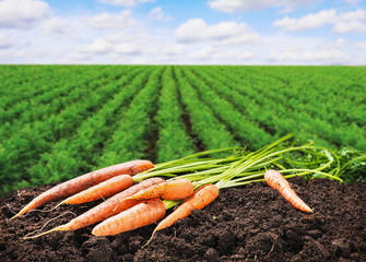 fresh carrots on the ground in the soil