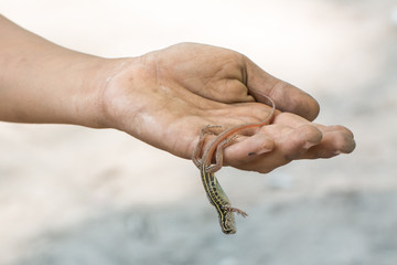 Butterfly Agama Lizard (Leiolepis Cuvier) in hand , thailand