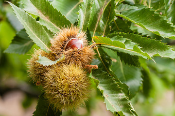 close up of ripe sweet chestnuts