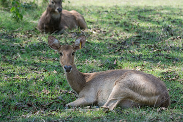 Sangai or Thamin deer 