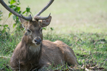 Sangai or Thamin deer 