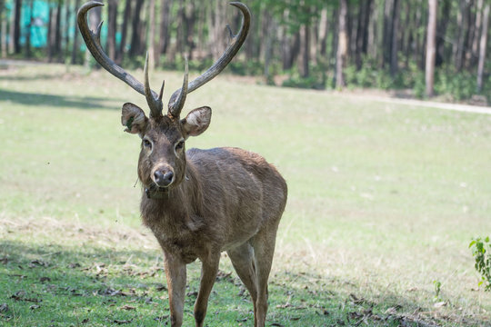 Sangai Or Thamin Deer