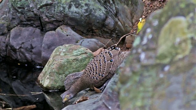 Male Grey Peacock-Pheasant drinking water in wild