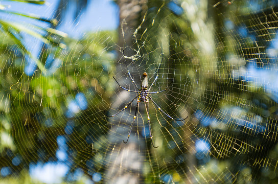 Golden Orb-weaver Spider