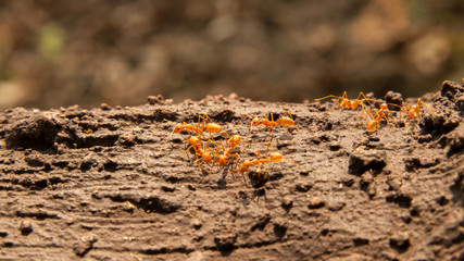 Red ants on the tree