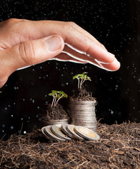 Human hand sheltering coins and young plant