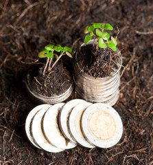 coins and plant - money growth concept. Dark background