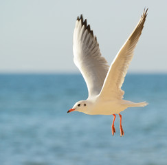 Naklejka premium seagull in flight against the blue sky