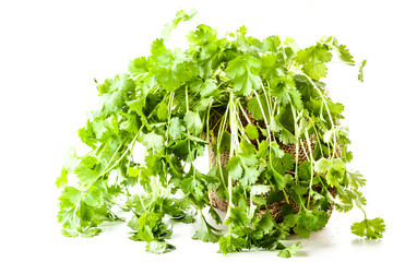 Fresh coriander in a flowerpot
