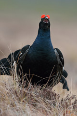 Black grouse calling