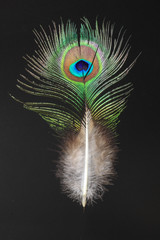 Obraz premium feather of Green Peafowl (Pavo muticus)