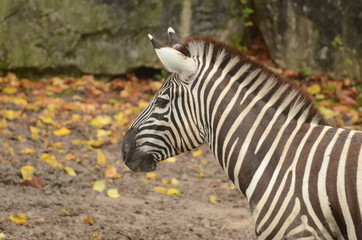 Zèbre