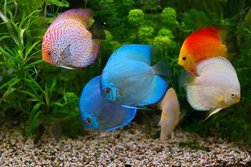 Discus (Symphysodon), multi-colored cichlids in the aquarium