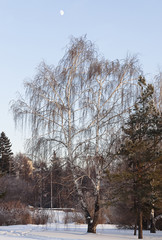 Naked birch tree