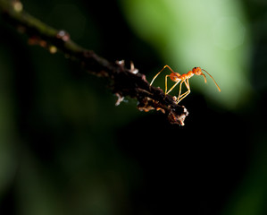 Ant close-up