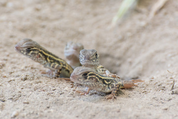 Butterfly Agama Lizard (Leiolepis Cuvier) , thailand