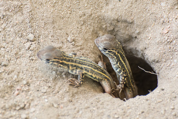 Butterfly Agama Lizard (Leiolepis Cuvier) , thailand
