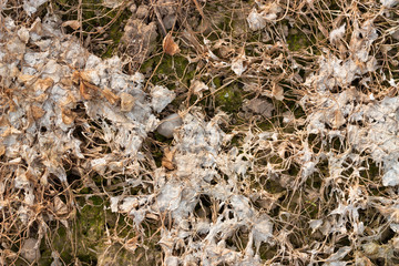 Messy organic texture