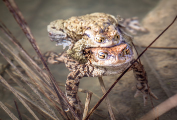Mating frogs
