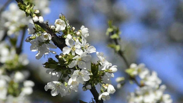Kirschenbl&uuml;te in Deutschland