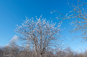 Winter landscape. frozen trees.
