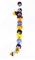 letter J alphabet made from pansy flowers