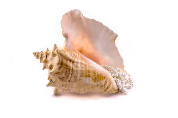 Sea shell with pearls