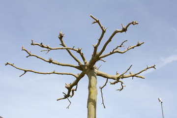 Beschnittener Baum