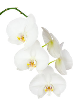 White ochid isolated on white background.