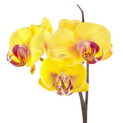 Blooming twig of yellow purple orchid isolated on white backgrou