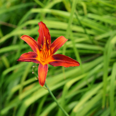 Orange Lily Flower