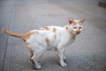 staring cat ready to attack