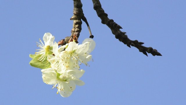 Kirschenbl&uuml;te in Deutschland