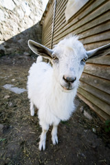Funny goat